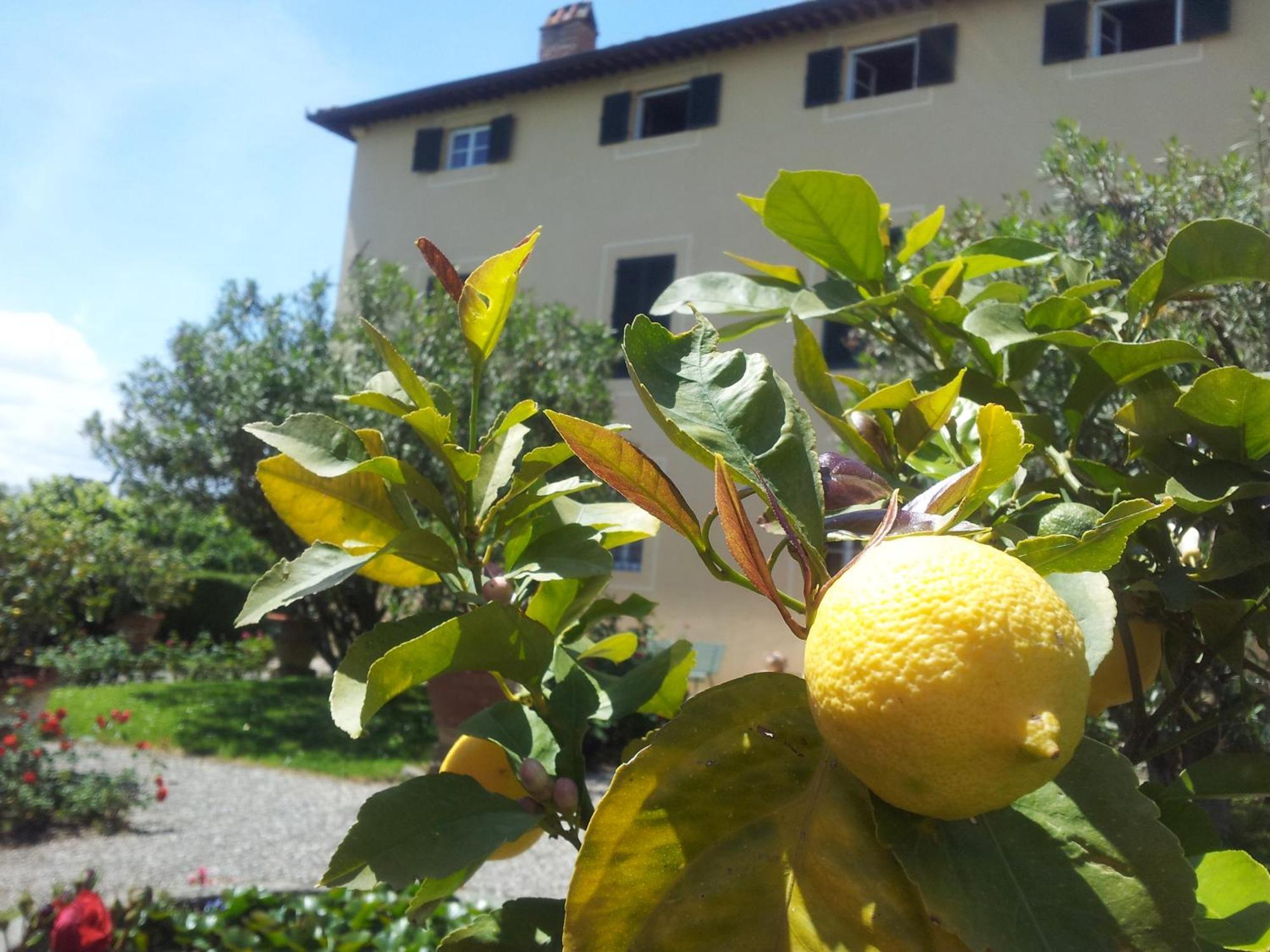 Fattoria Gambaro Di Petrognano Villa Collodi Ngoại thất bức ảnh