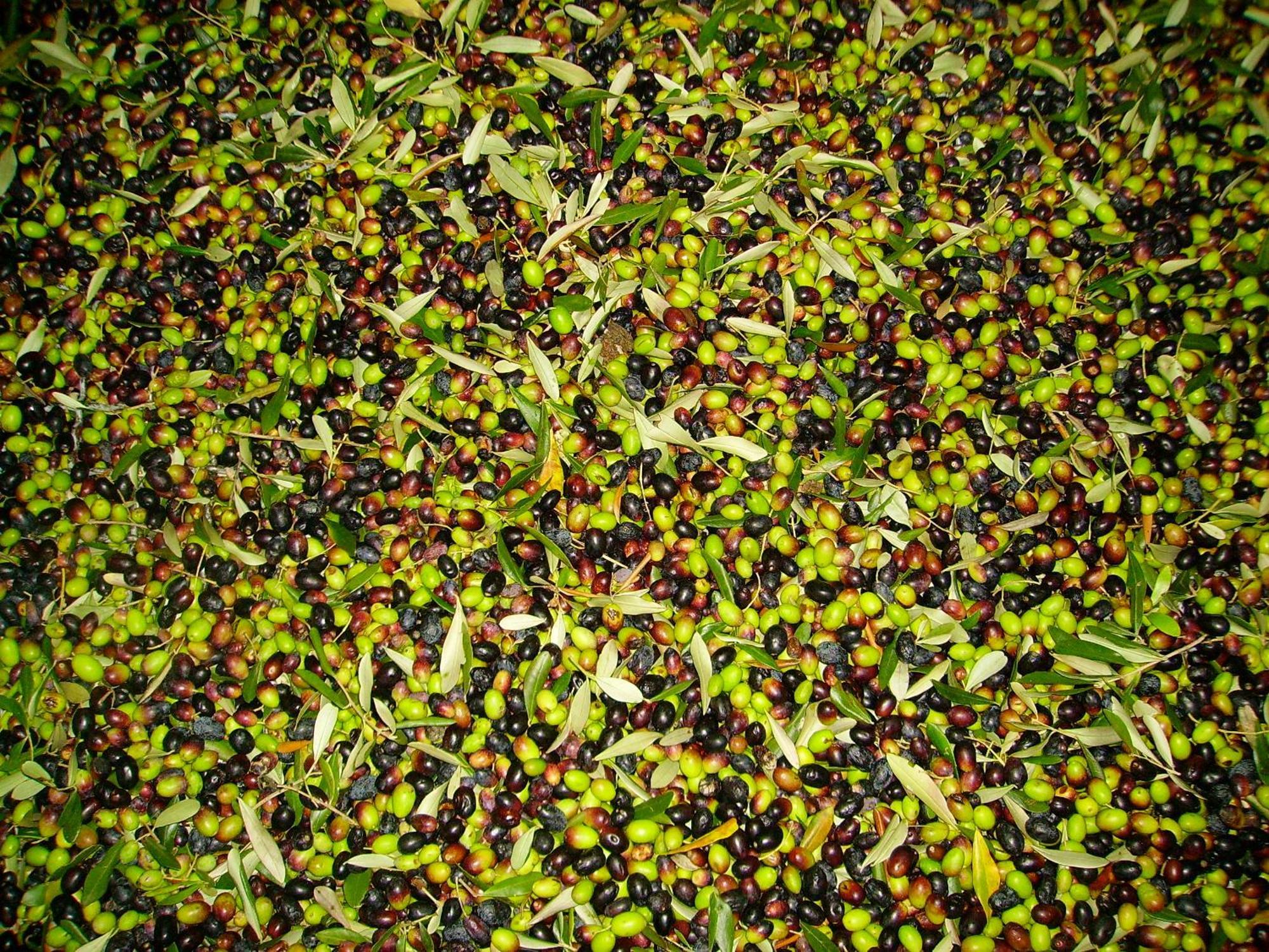 Fattoria Gambaro Di Petrognano Villa Collodi Ngoại thất bức ảnh