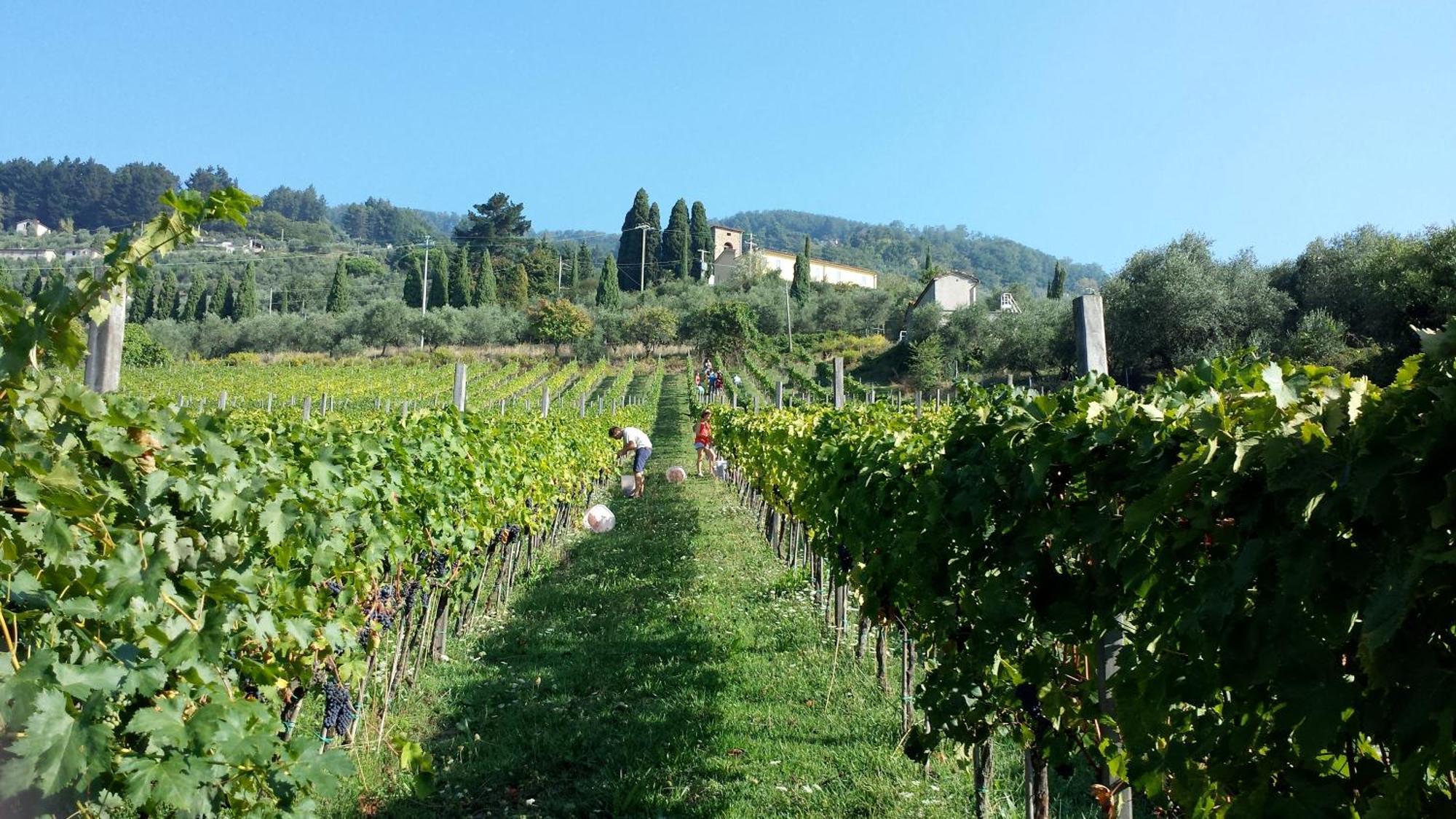 Fattoria Gambaro Di Petrognano Villa Collodi Ngoại thất bức ảnh